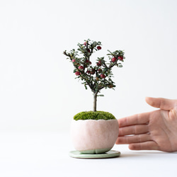 シロシタン｜桃色のうつわ 2枚目の画像