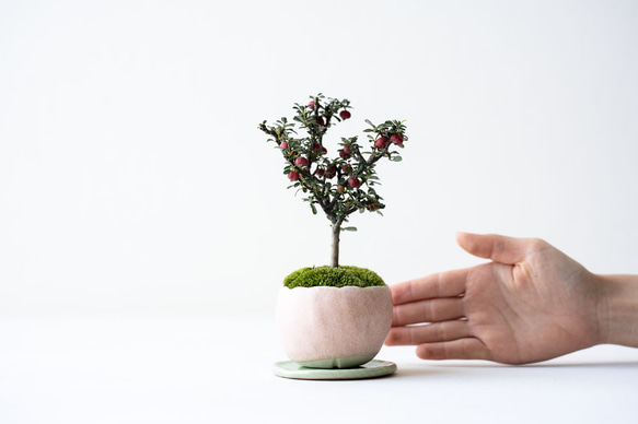 シロシタン｜桃色のうつわ 2枚目の画像