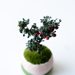 シロシタン｜桃色のうつわ 5枚目の画像