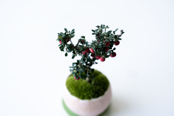 シロシタン｜桃色のうつわ 5枚目の画像