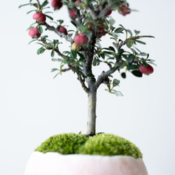 シロシタン｜桃色のうつわ 7枚目の画像