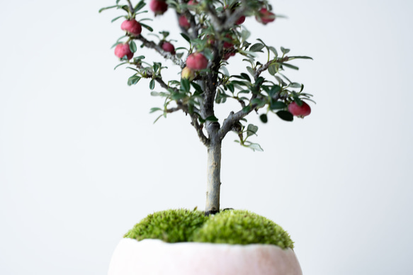 シロシタン｜桃色のうつわ 7枚目の画像