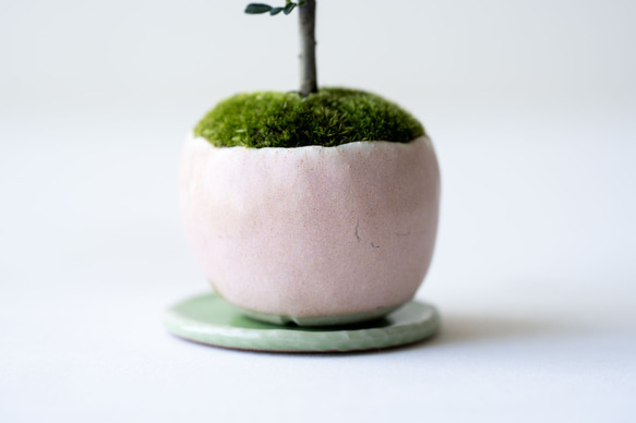 シロシタン｜桃色のうつわ 8枚目の画像