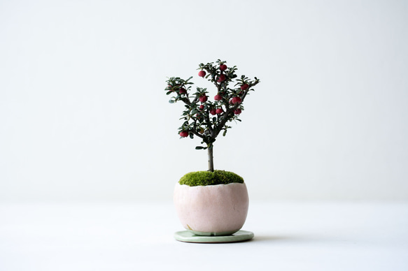 シロシタン｜桃色のうつわ 1枚目の画像