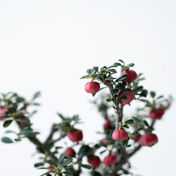 シロシタン｜桃色のうつわ 6枚目の画像