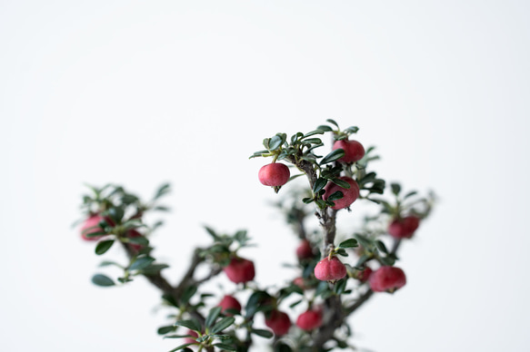 シロシタン｜桃色のうつわ 6枚目の画像