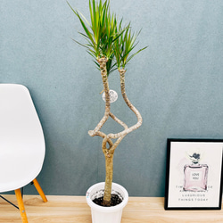 ［現品］【希少】※売約済※ 法人　割　アカシアゴールドチップ　12号　レア　大型 現品］【希少】※売約済※ 法人 割 アカシアゴールドチップ 12号