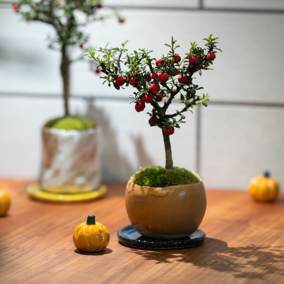 【数量限定】ちいさな陶器のかぼちゃ 2枚目の画像