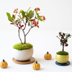 【数量限定】ちいさな陶器のかぼちゃ 7枚目の画像