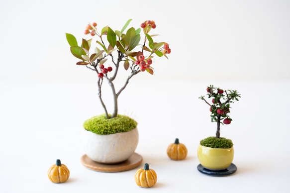 【数量限定】ちいさな陶器のかぼちゃ 7枚目の画像