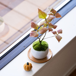 【数量限定】ちいさな陶器のかぼちゃ 8枚目の画像