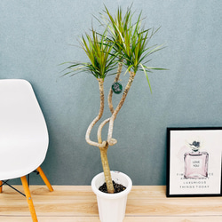 現品］7番 インドボダイジュ フィカス レリギオーサ 曲がり 6号