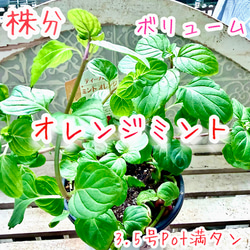 八重咲きローマン　苗　ダブルフラワーカモミール　4号サイズ　カモミール 10_011000001560.jpg?1560609038