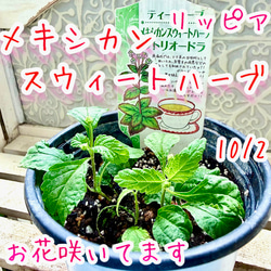 八重咲きローマン　苗　ダブルフラワーカモミール　3.5号　カモミール　ハーブ 八重咲きローマン 苗 ダブルフラワーカモミール 3.5号