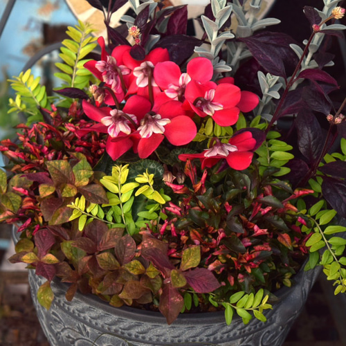 大人の秋色】お洒落「ジックス」寄せ植え！※寄せ植えセット 花苗 苗 花