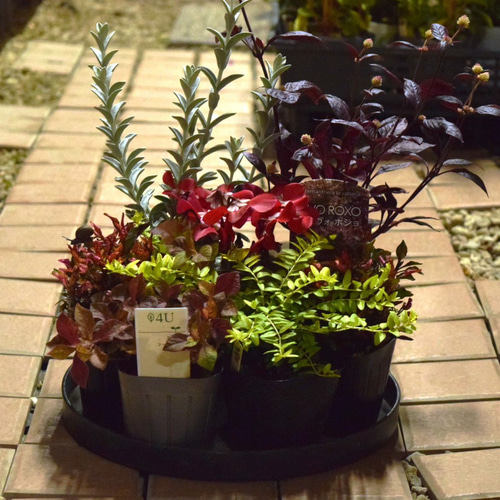 大人の秋色】お洒落「ジックス」寄せ植え！※寄せ植えセット 花苗 苗 花