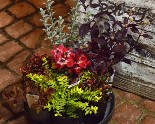 大人の秋色】お洒落「ジックス」寄せ植え！※寄せ植えセット 花苗 苗 花