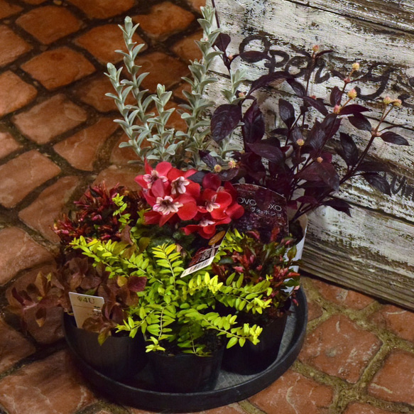 大人の秋色】お洒落「ジックス」寄せ植え！※寄せ植えセット 花苗 苗 花