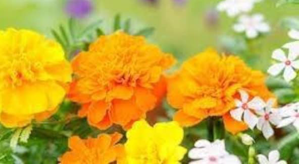 天然マリーゴールドの花種、大量５千粒、お花畑パック＋季節の種セット＋全国匿名送料無料です＼(^o^)／