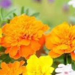 天然マリーゴールドの花種、大量1万粒、お花畑パック＋季節の種セット