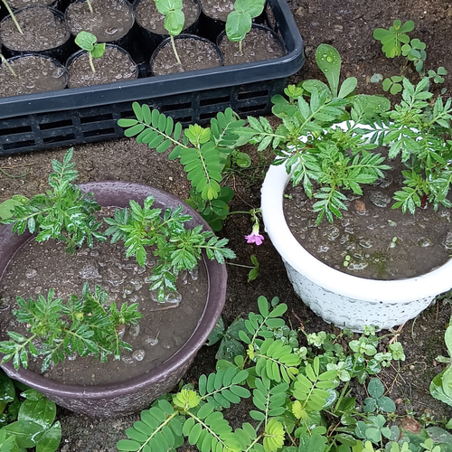 天然マリーゴールドの花種、大量1万粒、お花畑パック＋季節の種セット