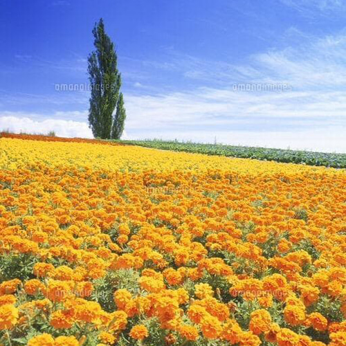 天然マリーゴールドの花種、大量1万粒、お花畑パック＋季節の種セット
