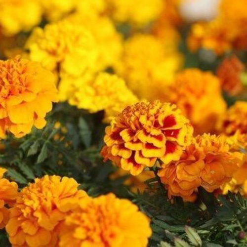 天然マリーゴールドの花種、大量1万粒、お花畑パック＋季節の種セット