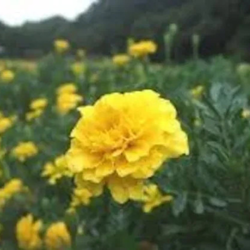 天然マリーゴールドの花種、大量1万粒、お花畑パック＋季節の種セット