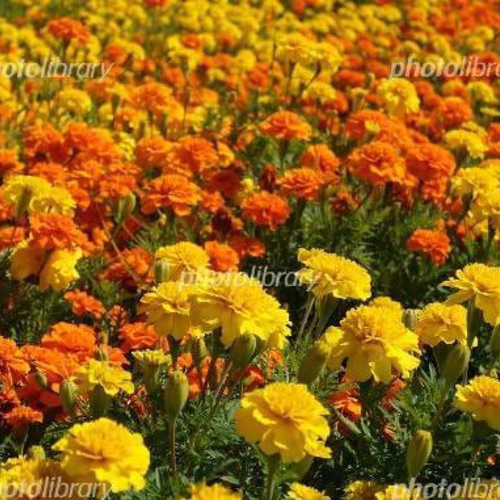 天然マリーゴールドの花種、大量1万粒、お花畑パック＋季節の種セット