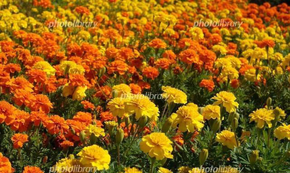 天然マリーゴールドの花種、大量1万粒、お花畑パック＋季節の種セット