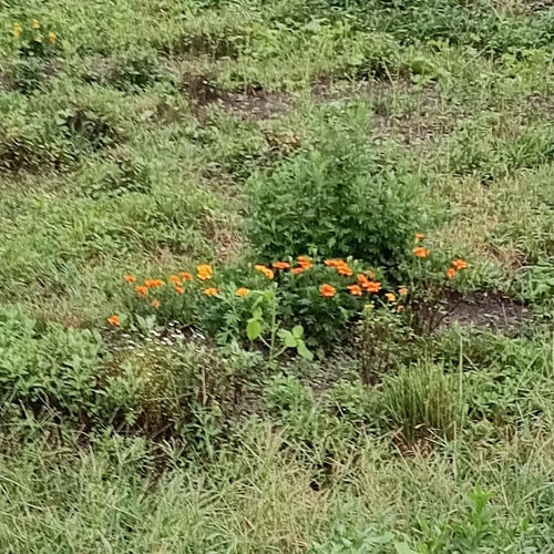天然マリーゴールドの花種、大量1万粒、お花畑パック＋季節の種セット