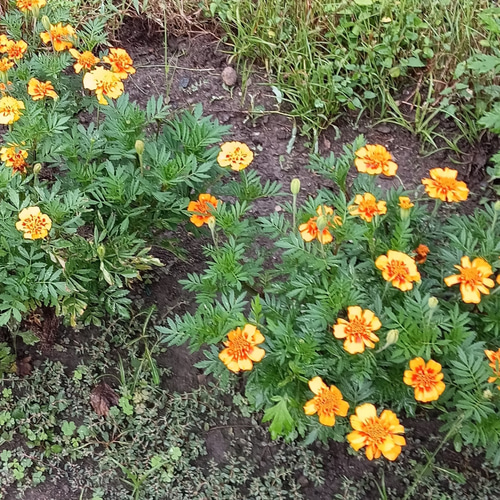 天然マリーゴールドの花種、大量1万粒、お花畑パック＋季節の種セット