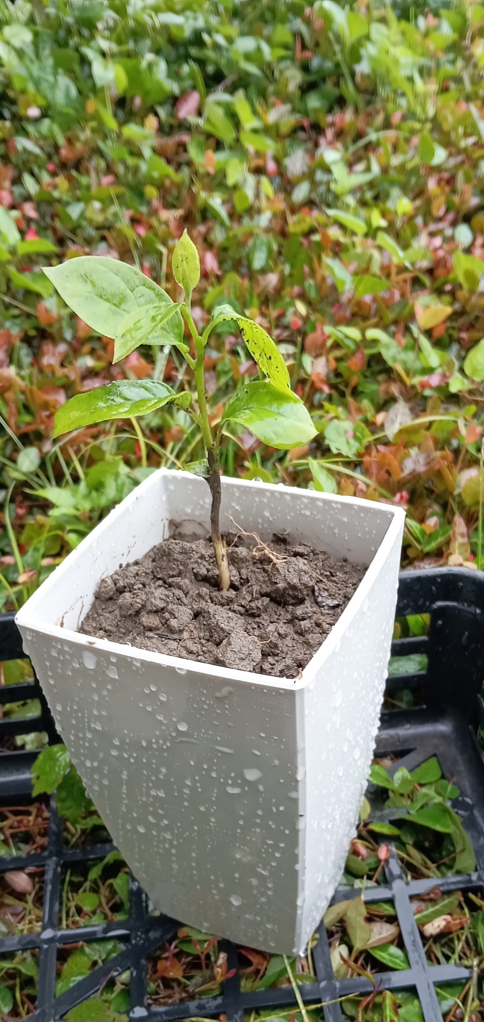 高級甘柿の苗木、有機栽培１年生１株、＋マリーゴールド花種＋選べる粗品＋全国匿名送料無料です＼(^o^)／