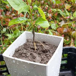 天然マリーゴールドの花種、大量1万粒、お花畑パック＋季節の種セット