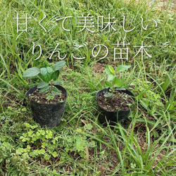 天然マリーゴールドの花種、大量1万粒、お花畑パック＋季節の種セット