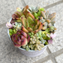 多肉植物寄せ植え そのまま飾れます 多肉植物 はなちかちゃん 通販