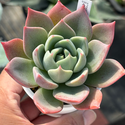 グラプトベリア☆丸葉系　ピンクシフォンモンストローサ　多肉　名札付き　汚れあり グラプトベリア☆丸葉系 ピンクシフォンモンストローサ 多肉 名札付き