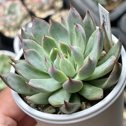 人気交配苗！☆ダークパメラ×シムランスラグナサンチェス 多肉植物