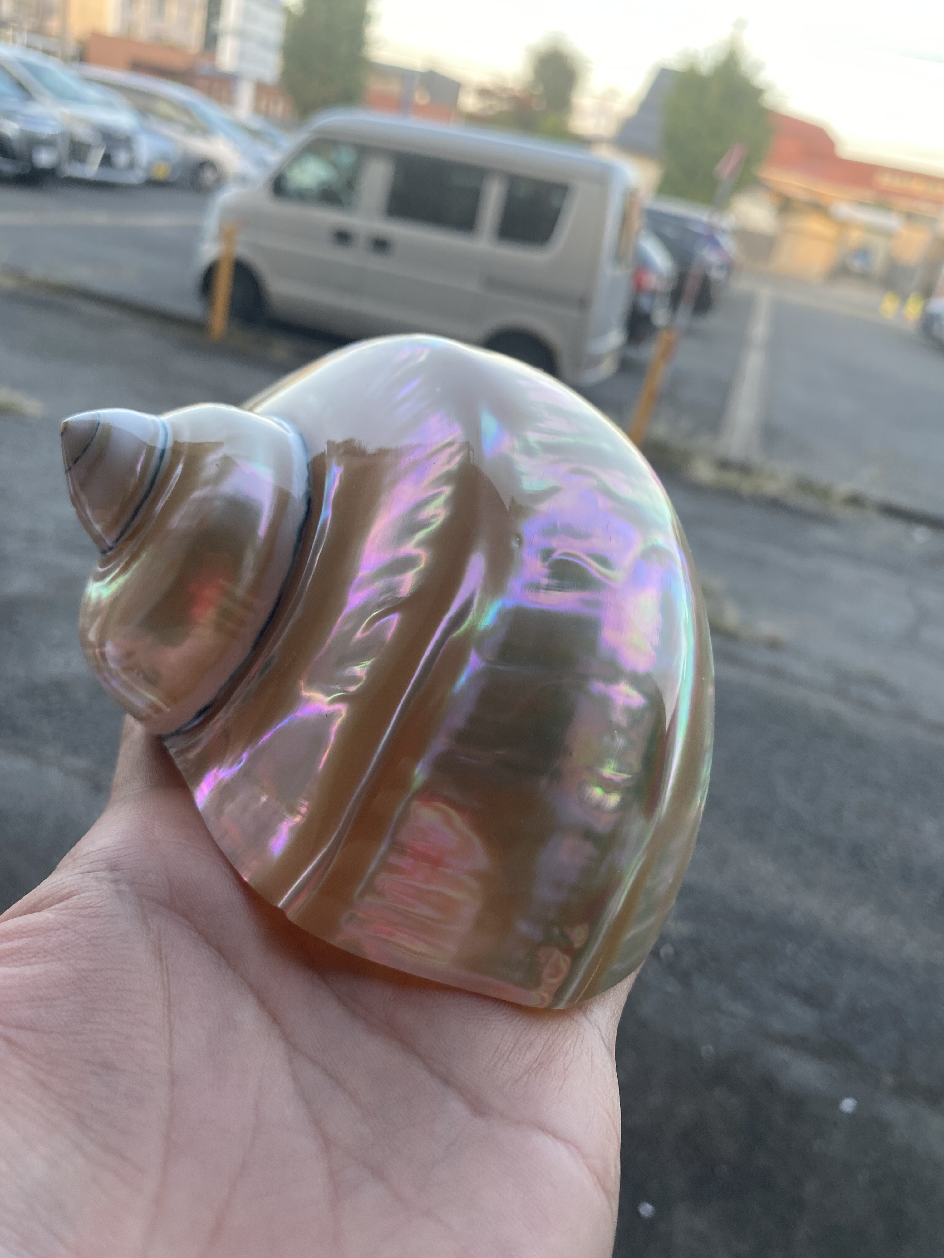 夜光貝　磨き上げ済み　置物　アクセサリー素材　美品