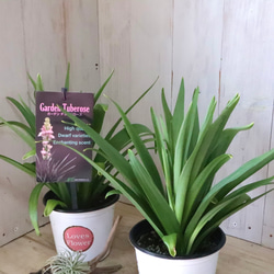 立派♡トキワマンサク♡七彩♡8寸鉢♡ 立派♡トキワマンサク♡七彩♡8寸鉢♡ アートフラワー nico flowers