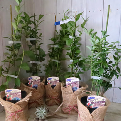 立派♡トキワマンサク♡七彩♡8寸鉢♡ アートフラワー nico