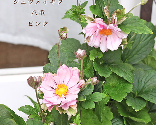 acc1010c1386983276e9bf823b6ed7