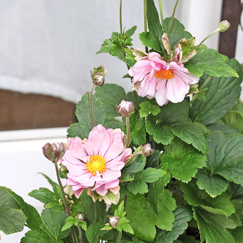 値引きセール 花苗 八重咲き シュウメイギク 秋明菊 ピンク 3.5号