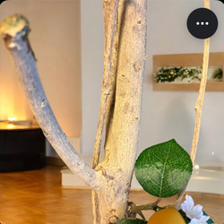 光触媒　人工観葉植物　ウォールグリーン　フェイクグリーン　レモンツリー11343 5枚目の画像