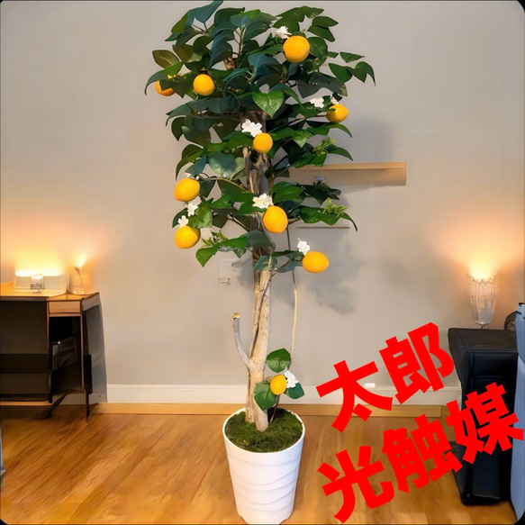 光触媒　人工観葉植物　ウォールグリーン　フェイクグリーン　レモンツリー11343 1枚目の画像