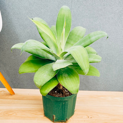 現品］【希少】8番 アガベ アテナータ レイオブライト 斑入り 8