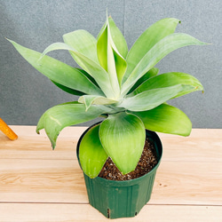 現品］【希少】96番 ドラセナ ナビー 8号 観葉植物 大型 室内