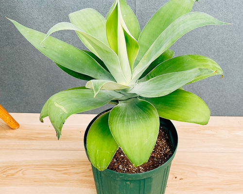 現品］【希少】36番 アガベ アテナータ 斑入り カラズストライプ 観葉