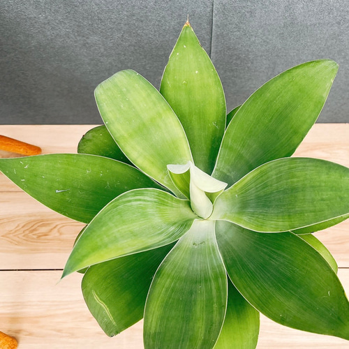 現品］【希少】36番 アガベ アテナータ 斑入り カラズストライプ 観葉