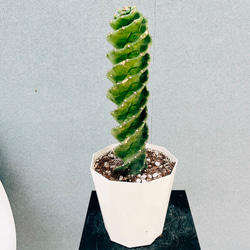 現品］【希少】☆数量限定☆ 2番 サイカス クリビコーラ ルテア